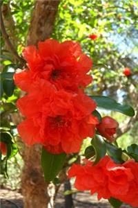 Pomegranate Blossoms Flower Journal
