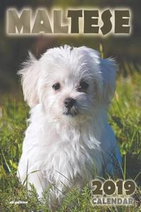 Maltese 2019 Calendar (UK Edition)