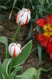 2020 Weekly Planner Flowers Pretty Tulips 134 Pages