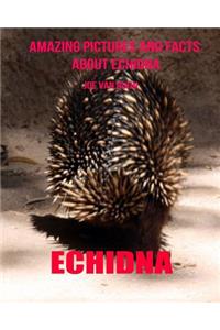 Echidna: Amazing Pictures and Facts about Echidna