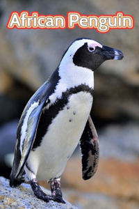 African Penguin