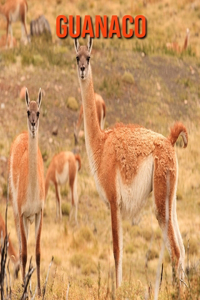 Guanaco