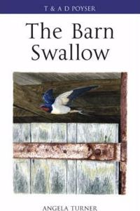 The Barn Swallow