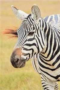 Lovely Black and White Striped Zebra in Africa Journal