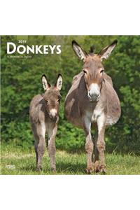 Donkeys 2019 Square