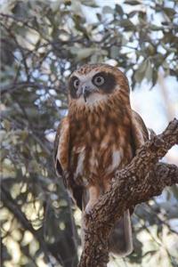 Northern Boobook Owl Journal