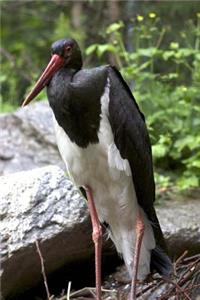 Black and White Stork Bird Journal