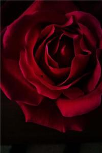 A Gorgeous Dark Red Rose Romance Journal