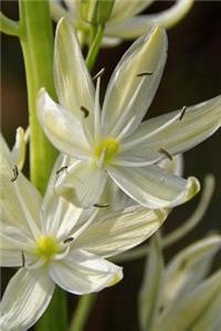 A Beautiful Prairie Lily Flower Journal