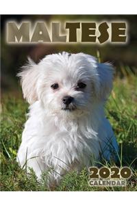 Maltese 2020 Calendar