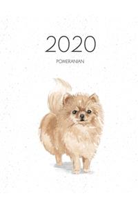 2020 Pomeranian