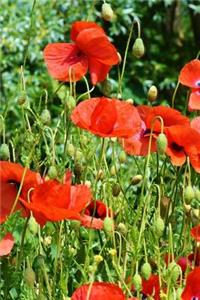 A Beautiful View of Red Poppies in the Garden Journal