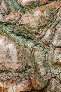 Bark of the Austrian Black Pine Tree Journal