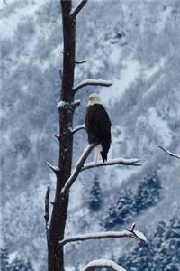 Bald Eagle in Wintertime Alaska Journal