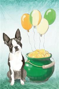 Boston Terrier