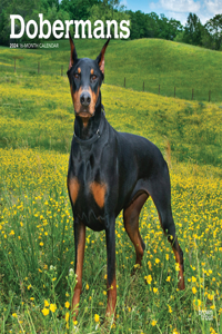 Dobermans 2024 Square
