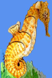 Portable Pets: Seahorse