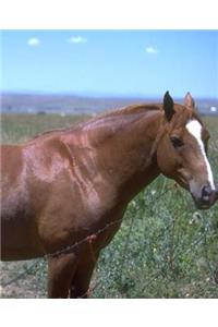 Horse Photo School Composition Book Equine Horse Pasture Scene
