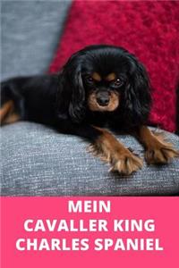 Mein Cavaller King Charles Spaniel