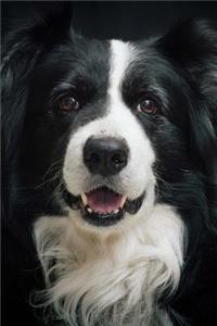 The Border Collie Dog Journal