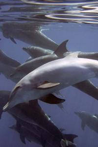 A Pod of Dolphins Near the Surface