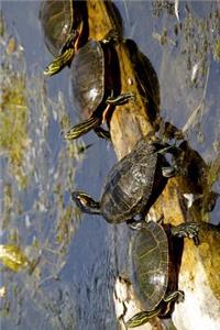 Turtles on a Log Basking in the Sunshine Nature Journal
