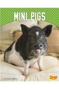 Mini Pigs