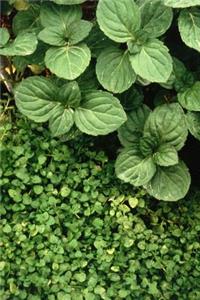 Farm Journal Mint Leaves Plants