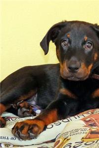 Cute Little Beauceron Puppy Dog Journal