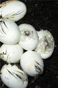 Snake Eggs and Hatchlings