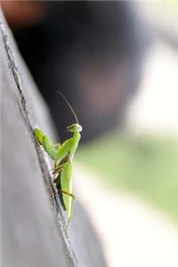 Green Praying Mantis Journal