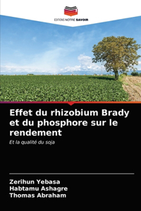 Effet du rhizobium Brady et du phosphore sur le rendement