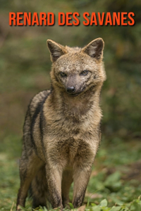 Renard des Savanes