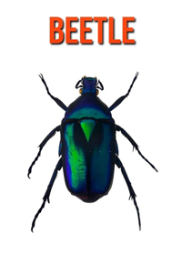 Beetle