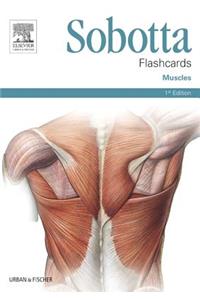 Sobotta Flashcards Muscles