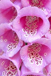Foxglove Flowers in Pink Journal
