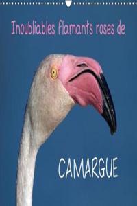 Inoubliables Flamants Roses De Camargue 2018