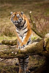 MindBlowing Cute Siberian Tiger Journal 1