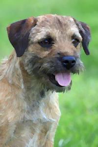 Border Terrier: Artified Pets Journal/Notebook/Diary 160 Pages