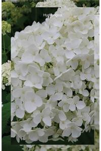 Hydrangea