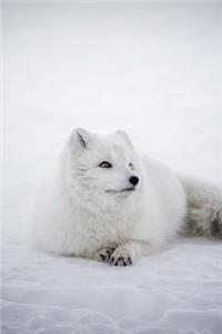 Cool White Arctic Fox in the Snow in Iceland Wild Animal Journal