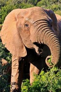 African Bush Elephant Eating a Snack Journal