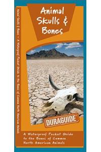 Animal Skulls & Bones