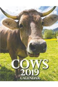 Cows 2019 Calendar