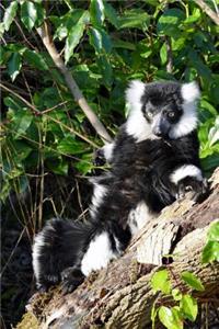 Black and White Lemur Relaxing in a Tree Journal