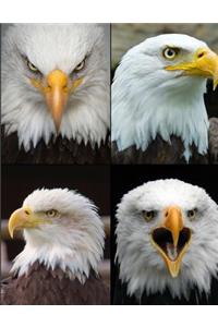 Bald Eagle Picture Notebook Journal 150 Page College Ruled Pages 8.5 X 11