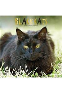 Black Cats 2019 Square Foil