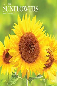 Sunflowers 2022 Square