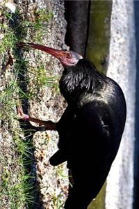 North Bald Ibis Journal