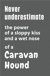 Never underestimate the power of a sloppy kiss and a wet nose of a Caravan Hound